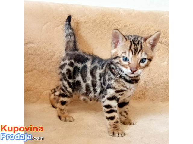 MMaestro_bengal macici - 1/9