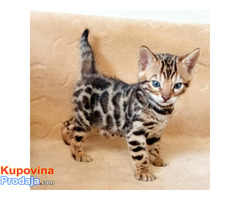 MMaestro_bengal macici MMaestro_bengal macici
