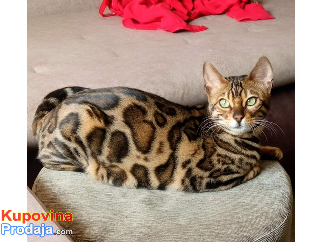 MMaestro_bengal macici - 2/9