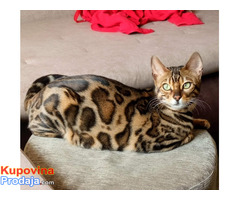 MMaestro_bengal macici MMaestro_bengal macici