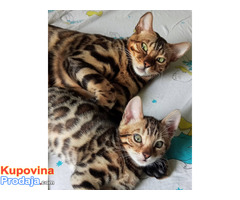 MMaestro_bengal macici MMaestro_bengal macici