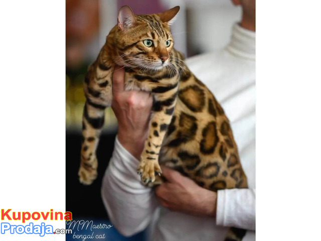 MMaestro_bengal macici - 4/9