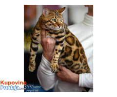 MMaestro_bengal macici - Fotografija 4/9