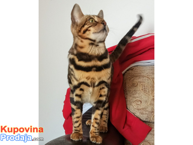 MMaestro_bengal macici - 5/9