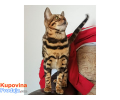 MMaestro_bengal macici - Fotografija 5/9