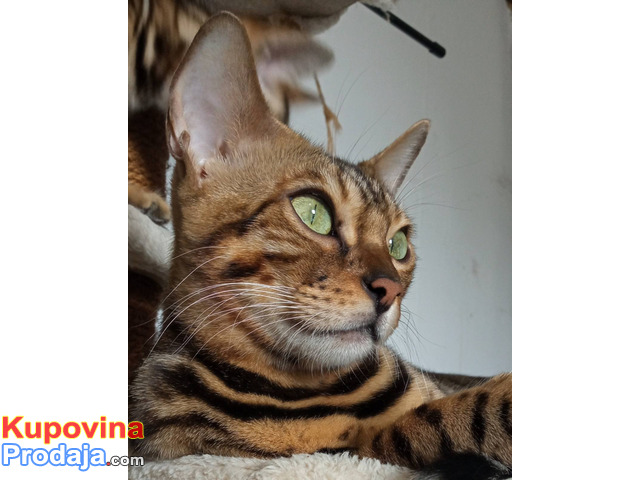 MMaestro_bengal macici - 6/9