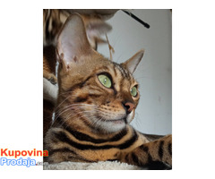 MMaestro_bengal macici - Fotografija 6/9