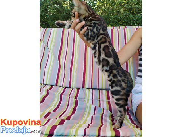 MMaestro_bengal macici - 7/9