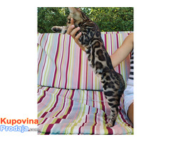 MMaestro_bengal macici - Fotografija 7/9