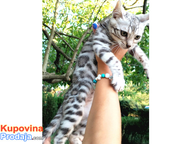 MMaestro_bengal macici - 8/9