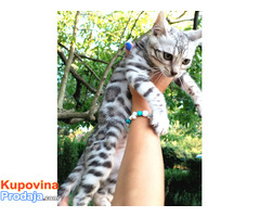 MMaestro_bengal macici - Fotografija 8/9