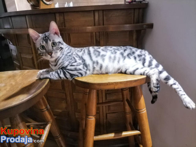 MMaestro_bengal macici - 9/9