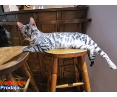 MMaestro_bengal macici - Fotografija 9/9