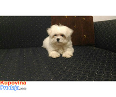 Maltezer Mini Top Leglo 2025! - Fotografija 4/5