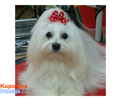 Maltezer Mini Top Leglo 2025! - Fotografija 5/5