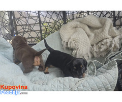 Jazavicar - Fotografija 4/4