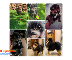 Pomeranci boo – najlepši mini medvedići