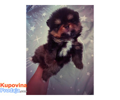 Pomeranci boo – najlepši mini medvedići