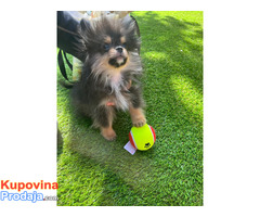 Pomeranci boo – najlepši mini medvedići