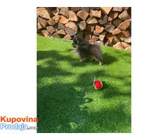 Pomeranci boo – najlepši mini medvedići - Fotografija 4/8