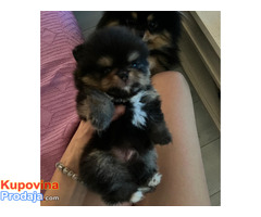 Pomeranci boo – najlepši mini medvedići - Fotografija 5/8