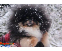 Pomeranci boo – najlepši mini medvedići - Fotografija 6/8