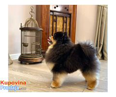 Pomeranci boo – najlepši mini medvedići - Fotografija 7/8