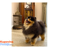 Pomeranci boo – najlepši mini medvedići - Fotografija 8/8