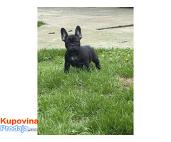 Dve ženke francuskog buldoga