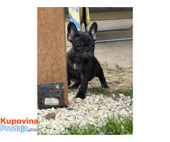 Dve ženke francuskog buldoga