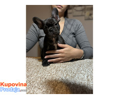 Dve ženke francuskog buldoga - Fotografija 4/10