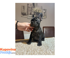 Dve ženke francuskog buldoga - Fotografija 7/10