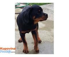 Rotvailer mladi - Fotografija 3/5