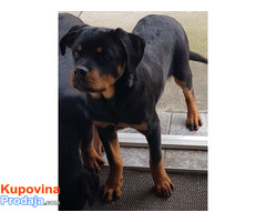 Rotvailer mladi - Fotografija 4/5