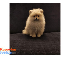 Štenci pomeranskog špica