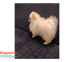 Štenci pomeranskog špica