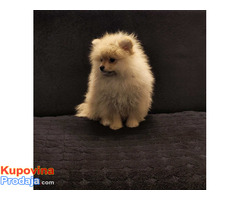 Štenci pomeranskog špica