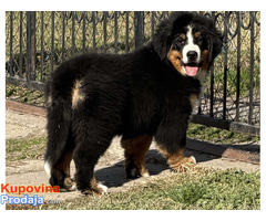 Na prodaju stenci bernskog planinskog psa, odlicnog kvaliteta
