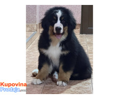 Na prodaju stenci bernskog planinskog psa, odlicnog kvaliteta
