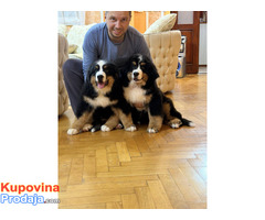 Na prodaju stenci bernskog planinskog psa, odlicnog kvaliteta - Fotografija 3/6