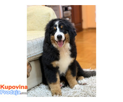 Na prodaju stenci bernskog planinskog psa, odlicnog kvaliteta - Fotografija 4/6