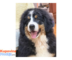 Na prodaju stenci bernskog planinskog psa, odlicnog kvaliteta - Fotografija 5/6