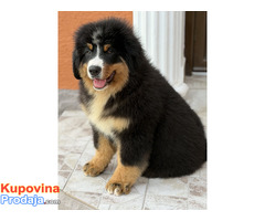 Na prodaju stenci bernskog planinskog psa, odlicnog kvaliteta - Fotografija 6/6