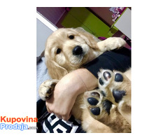 Zlatni retriver 3nnn