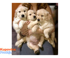 Zlatni retriver 3nnn