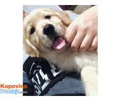 Zlatni retriver 3nnn