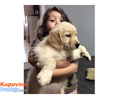 Zlatni retriver 3nnn - Fotografija 4/10