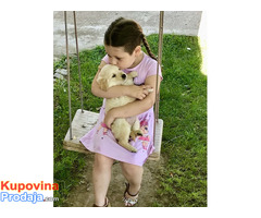 Zlatni retriver 3nnn - Fotografija 5/10