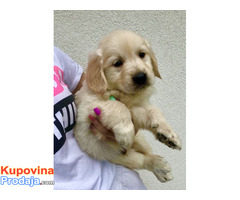 Zlatni retriver 3nnn - Fotografija 6/10