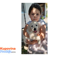 Zlatni retriver 3nnn - Fotografija 7/10